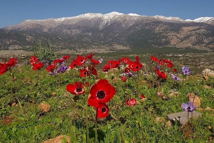 vilovy-komplex-s-bazenem-v-krasnem-prostredi-kreta-recko