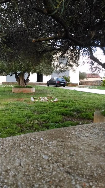 moderni-rodinna-vila-nedaleko-chanie-kreta-recko
